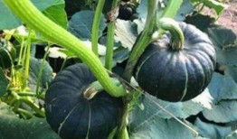 吃瓜网红视角图片高清,揭秘高清网红吃瓜瞬间